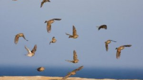 La crisis climática corta las alas a las aves migratorias