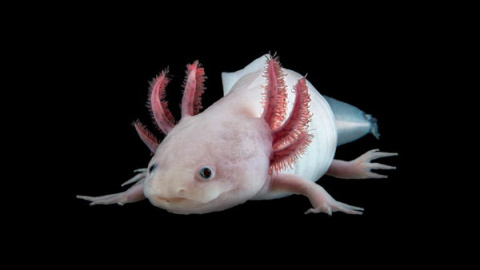 Axolotl, el anfibio que intrigaba a Cortázar y que es capaz de autorregenerarse. / Research Institute of Molecular Pathology