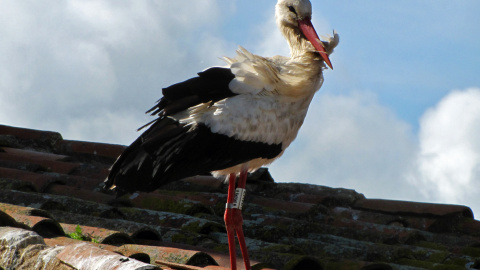 Foto de una cigüeña, especie protegida en España /Wikipedia