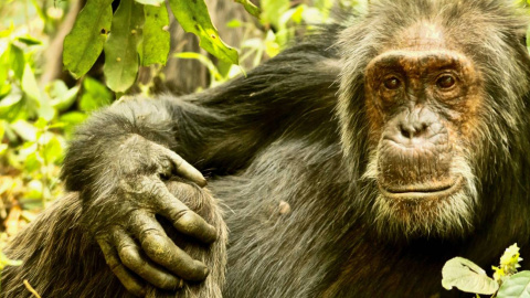 Big Brown es uno de los chimpancés más ancianos del grupo. / John Lower