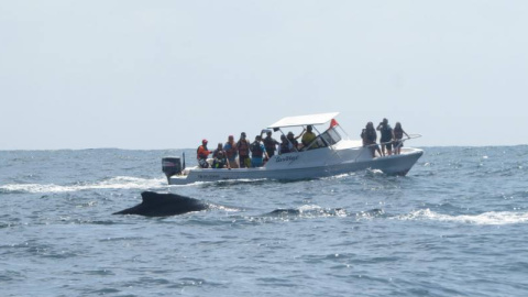 Liberada una ballena varada durante once horas en la costa de Ecuador.