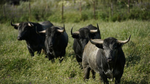 Toros de lidia en una finca de Portezuelo, España, el 24 de abril de 2020. REUTERS/Juan Medina