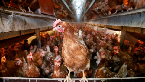 Gallinas en una granja de Bélgica. REUTERS/Francois Lenoir