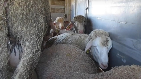 Imagen de ovejas amontonadas en un camión durante su transporte a los mataderos del Líbano. Igualdad Animal