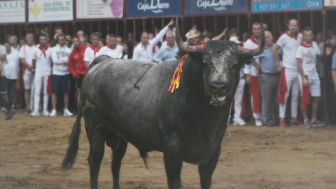 El toro Escribano, ante el hostigamiento de los allí presentes, poco antes de ser abatido de un disparo. PACMA