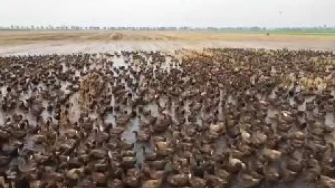 10.000 patos limpian de plagas los arrozales de Tailandia