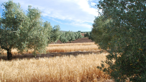 Cultivo de cebada en un olivar de Jaén./HEINEKEN ESPAÑA