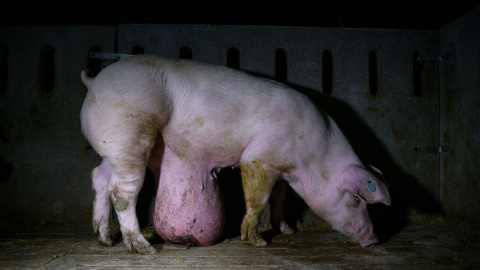 Cerdo con una hernia umbilical en un centro porcino de Castilla-La Mancha./Aitor Garmendia.