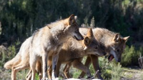 Cantabria acudirá a los tribunales cuando el lobo sea incluido en el LESPRE