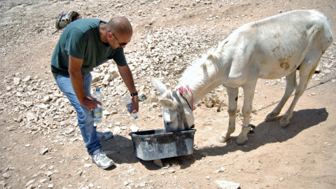 Burro sediento en las colinas de Palestina / L.L.R