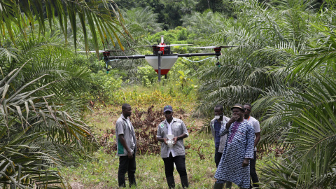 Emmanuel Adou, un granjero de Costa de Marfil, mira a un dron rociando su plantación de palma aceitera en Tiassale, en el norte de Abidjan, Costa de Marfil. (REUTERS)