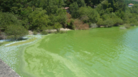 La Manga gallega está en As Conchas, el embalse de A Limia intoxicado por la ganadería intensiva que promueve Coren