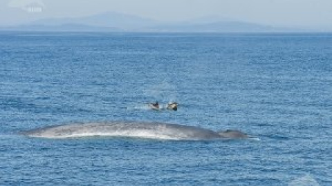 Las ballenas azules, gigantes del mar, vuelven a Galicia