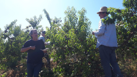 Varios empleados trabajan en el campo.