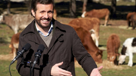 El presidente del Partido Popular, Pablo Casado, durante la visita a una explotación ganadera de extensivo en Las Navas del Marqúes (Ávila).- Raúl Sanchidrián / EFE 