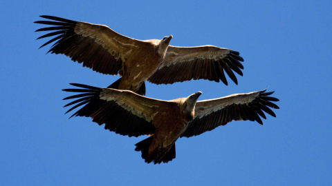 Cambio climático: Las aves mandan señales de emergencia desde el Estrecho. John Wright