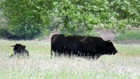 Las protestas consiguen aplazar la decisión de sacrificar a 180 vacas en Polonia