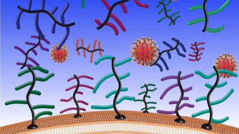 Coronavirus interaccionan con proteínas de los mocos en la superficie de las células humanas.