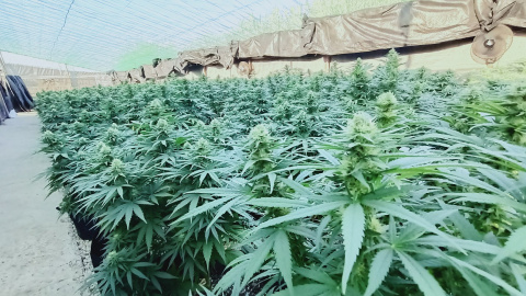 Plantas de cannabis en el invernadero de CTAEX en Villafranco del Guadiana (Badajoz) - CEDIDA