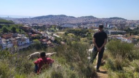 Collserola en mans de les cabres i les ovelles