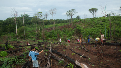 Una familia cultiva arroz cerca de Monkey Point, una comunidad afro-kriol de la costa sudeste de Nicaragua /Tom Laffay