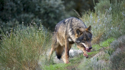 Cantabria, junto con Asturias, CyL y Galicia, rechaza aumentar la protección de lobo porque complicaría su adecuada gestión