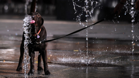 Un perro bebe agua de una fuente en Córdoba el pasado 29 de junio.: AFP/ CRISTINA QUICLER