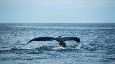 Islandia vuelve a cazar ballenas con la excusa de la tradición