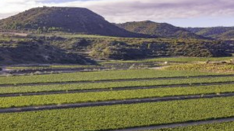 Las cooperativas catalanas del cava alertan que es necesario frenar el "oligopolio" de los elaboradores