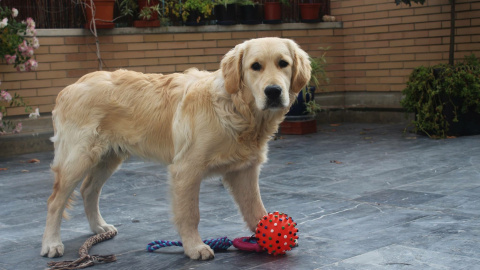 Algunos animales pueden actuar siguiendo motivaciones morales debido a que poseen capacidades cognitivas.