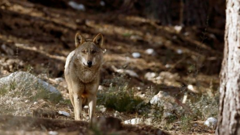 Ejemplar de lobo ibérico.