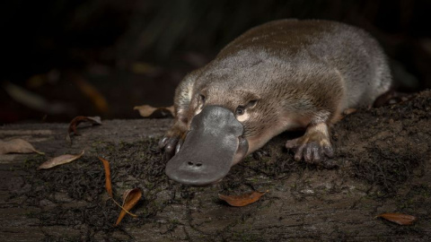 Un ornitorrinco liberado en el río Little Yarra, en Australia. - Douglas Gimesy (National Geographic)