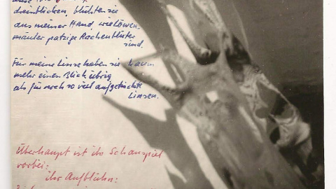 28/11/22 «Así creciendo / y transparentes sino / estas (orqu)ideas / expresiones, florecieron / de mi mano, como fauces / de león estalotes descarados / son. / Para mi lente casi no les queda / ni una mirada / como para tantas otras lent(jas) a la mesa