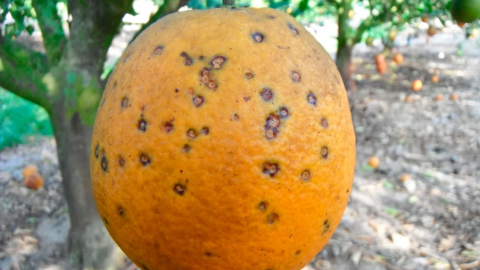 El hongo conocido como "mancha negra" en una naranja.