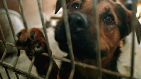 El drama del abandono animal en España: 300.000 mascotas buscan nuevo hogar