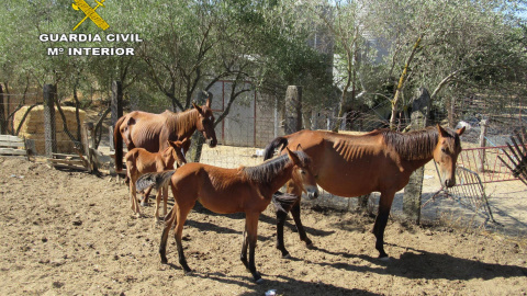 Caballos en la finca intervenida.