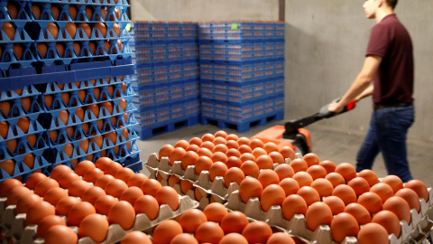 Huevos empaquetados listos para enviar en una granja de Wortel, Bélgica. REUTERS/Francois Lenoir