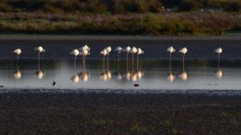 El Parlamento andaluz no escuchará a Ecologistas ni a la UNESCO en la tramitación de los regadíos de Doñana