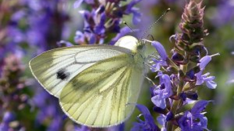 La lluvia y el confinamiento disparan las poblaciones de mariposas en Barcelona