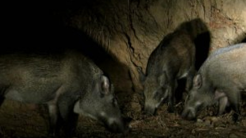 A por el jabalí: el Gobierno impulsa un cuerpo de cazadores de elite para evitar la peste porcina