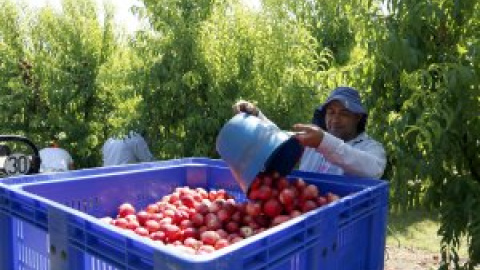 L'encariment de la fruita desplaça els hàbits de compra cap a productes menys saludables