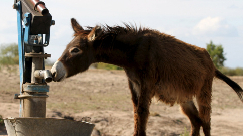 Un burro busca de agua a un pozo seco en una zona rural de Masvingo, al sureste de Zimbabue. REUTERS/Philimon Bulawayo