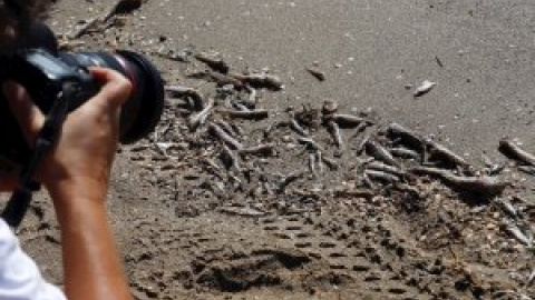 Ribera visita el Mar Menor diez días después de que comenzaran a aparecer peces muertos