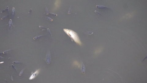 Peces muertos en el embalse de los Rodeos.