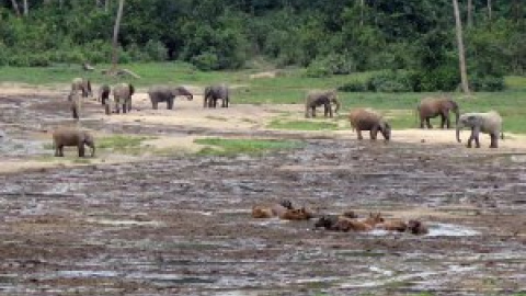 Viaje a Dzanga Sangha, el corazón de África que gestiona un español