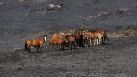 Casi 6.000 incendios han quemado más de 46.000 hectáreas en lo que va de año