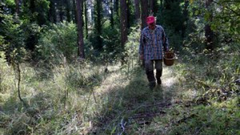 Els millors boscos de Catalunya on anar a buscar bolets