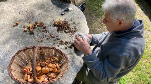 Un home netejant els bolets a Campelles (Ripollès), en una imatge d'arxiu