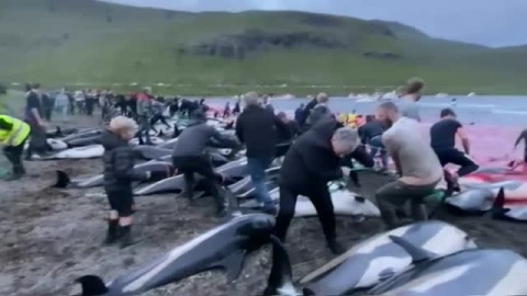 Masacre de 1.500 delfines por los pescadores de Islas Feroe