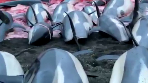 Imagen de la matanza de delfines de las Islas Feroe.